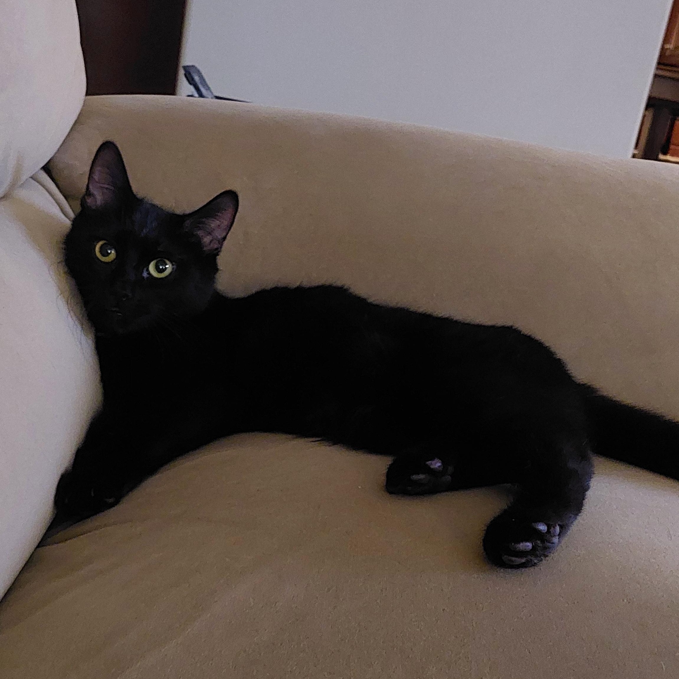 Trey - adoption pending, a Adoptable Domestic Short Hair in Harrisburg, PA image 5/6