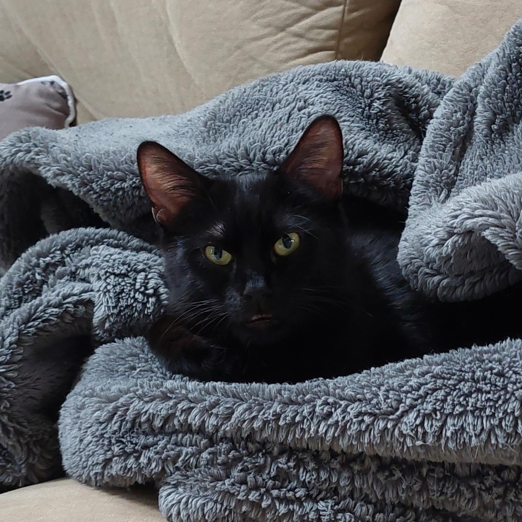 Trey - adoption pending, a Adoptable Domestic Short Hair in Harrisburg, PA image 2/6