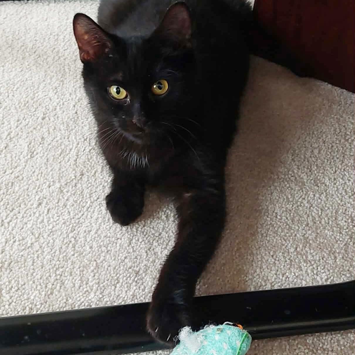 Trey - adoption pending, a Adoptable Domestic Short Hair in Harrisburg, PA image 4/6