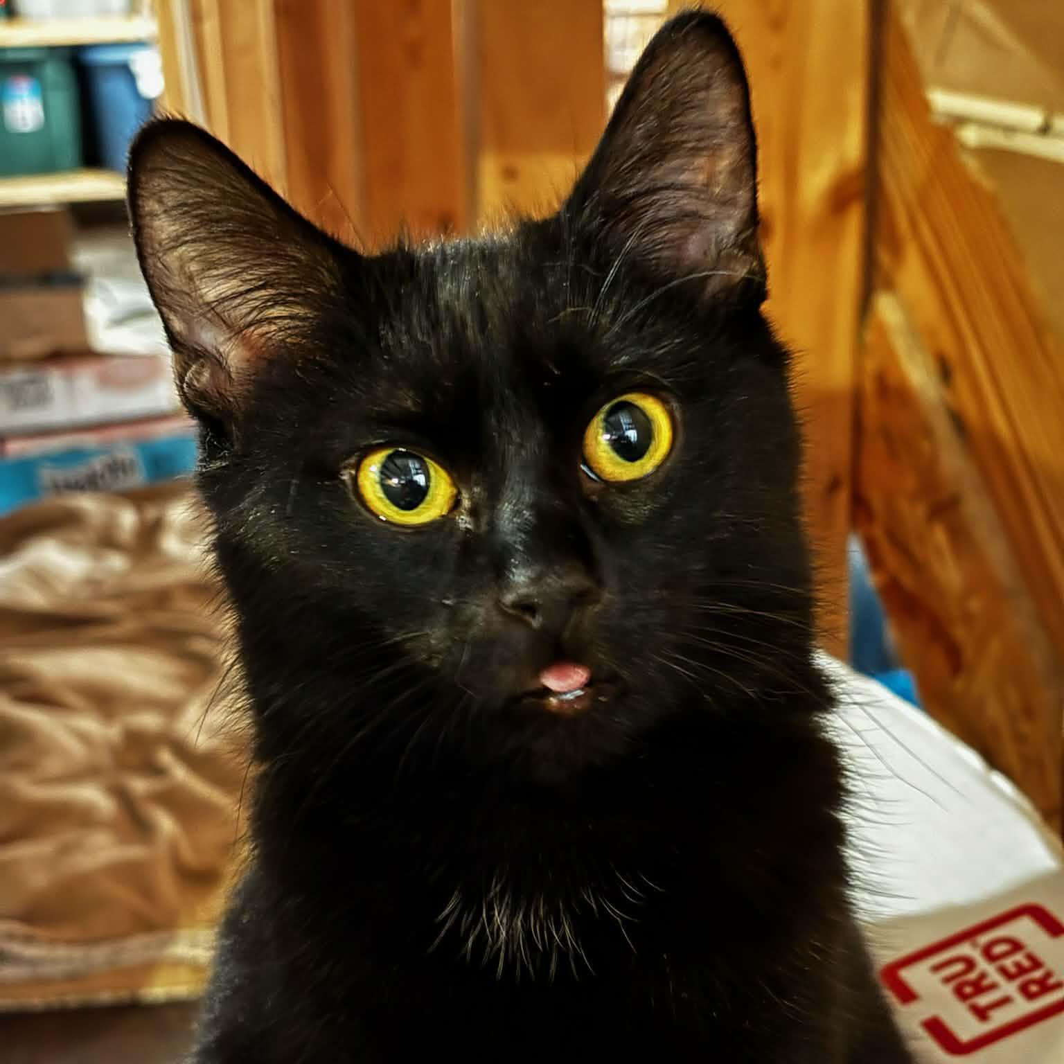 Trey - adoption pending, Adoptable, Young Male Domestic Short Hair.