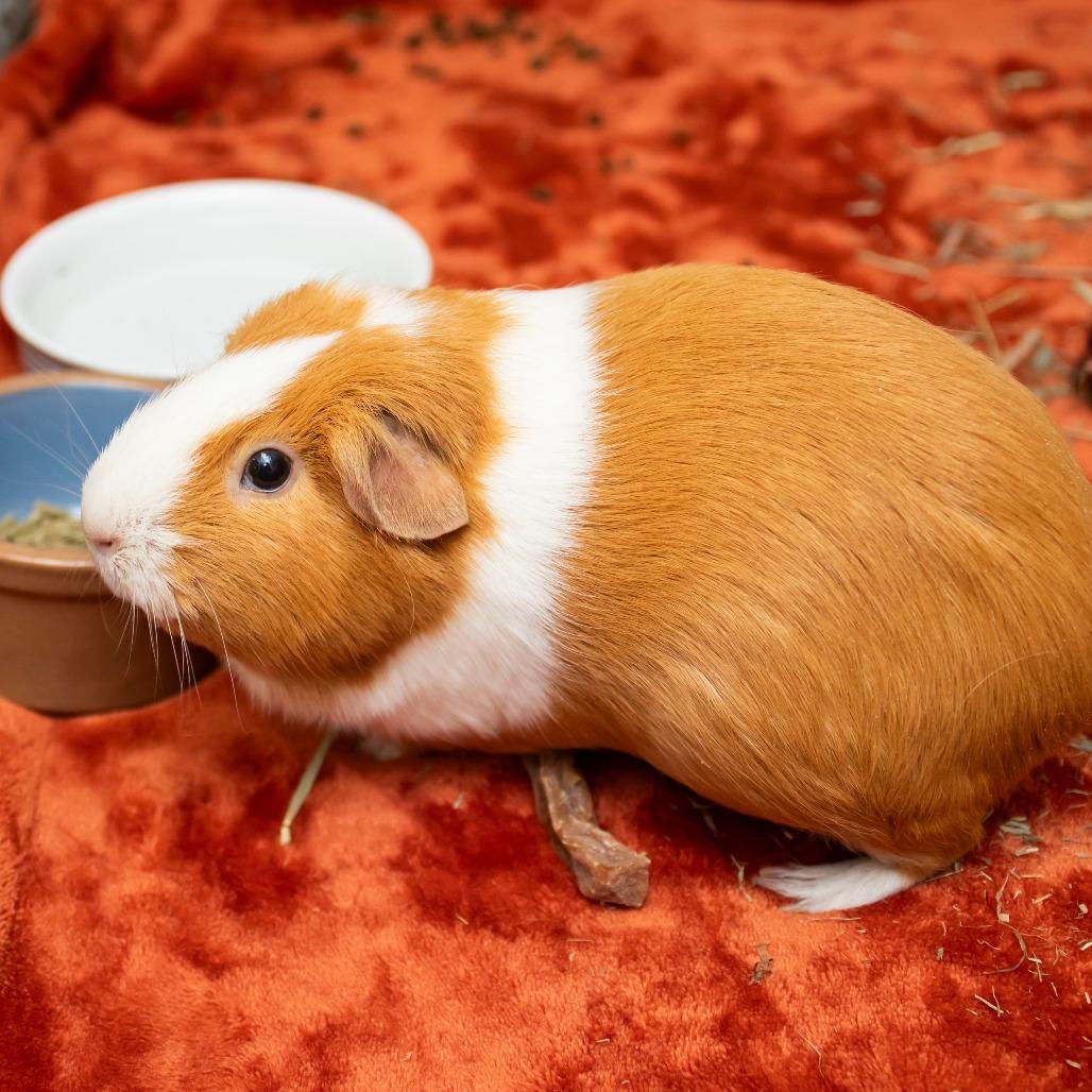 Enlarge Munchkin, a Adoptable mixed breed in Middletown, RI image 1/1