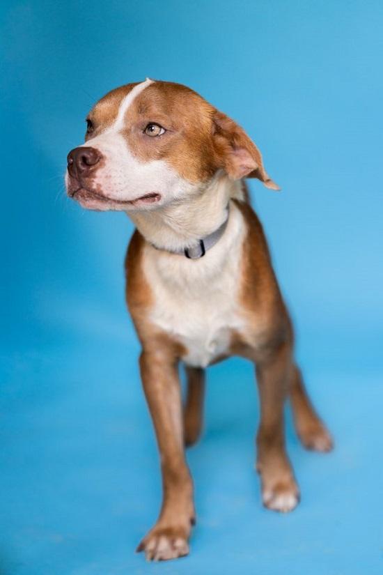 Enlarge CINNAMON, a Adoptable Hound in Pegram, TN image 3/6