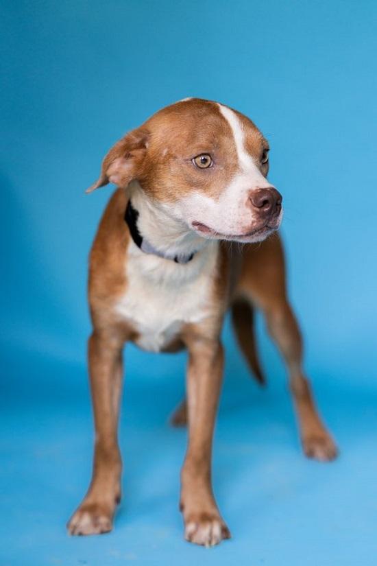 Enlarge CINNAMON, a Adoptable Hound in Pegram, TN image 6/6