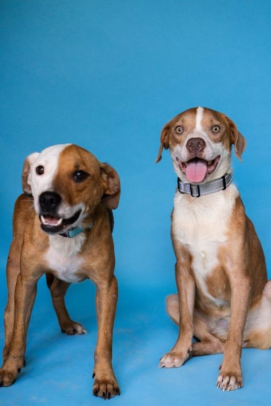 Enlarge CINNAMON & PATCHES, a Adoptable Hound in Pegram, TN image 4/6