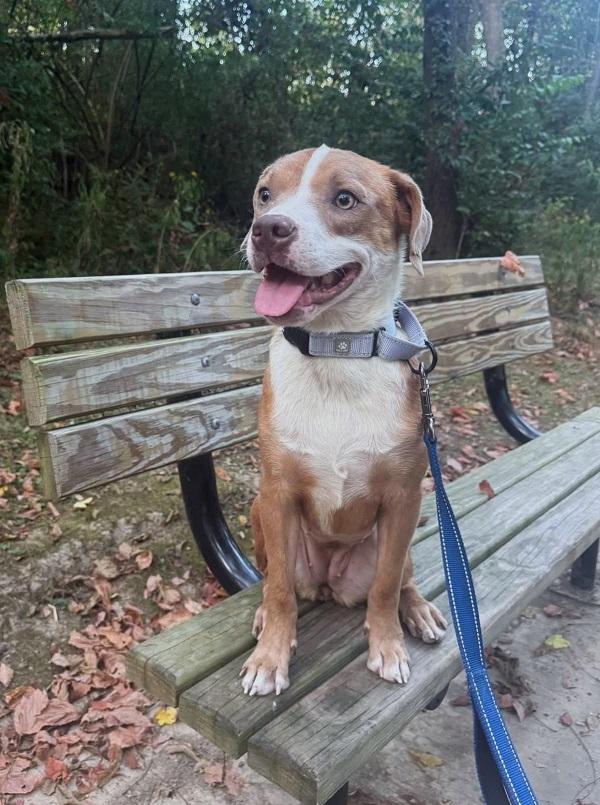 Enlarge CINNAMON, a Adoptable Hound in Pegram, TN image 4/6