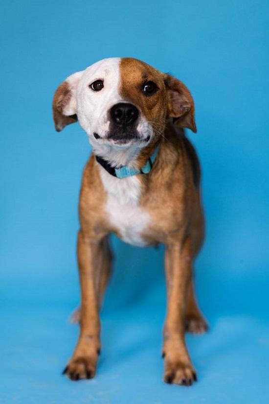 Enlarge CINNAMON & PATCHES, a Adoptable Hound in Pegram, TN image 3/6