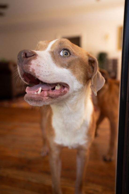 Enlarge CINNAMON & PATCHES, a Adoptable Hound in Pegram, TN image 5/6