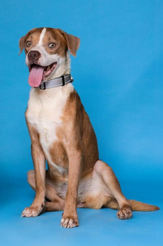 CINNAMON, Adoptable, Adult Female Hound.