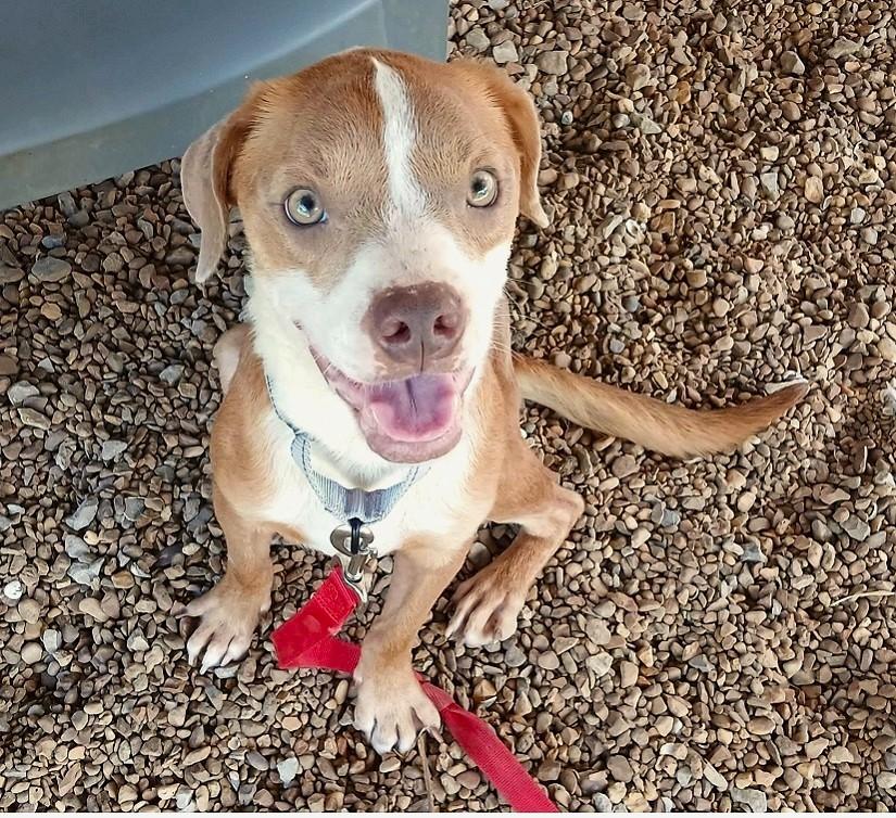 Enlarge CINNAMON & PATCHES, a Adoptable Hound in Pegram, TN image 6/6