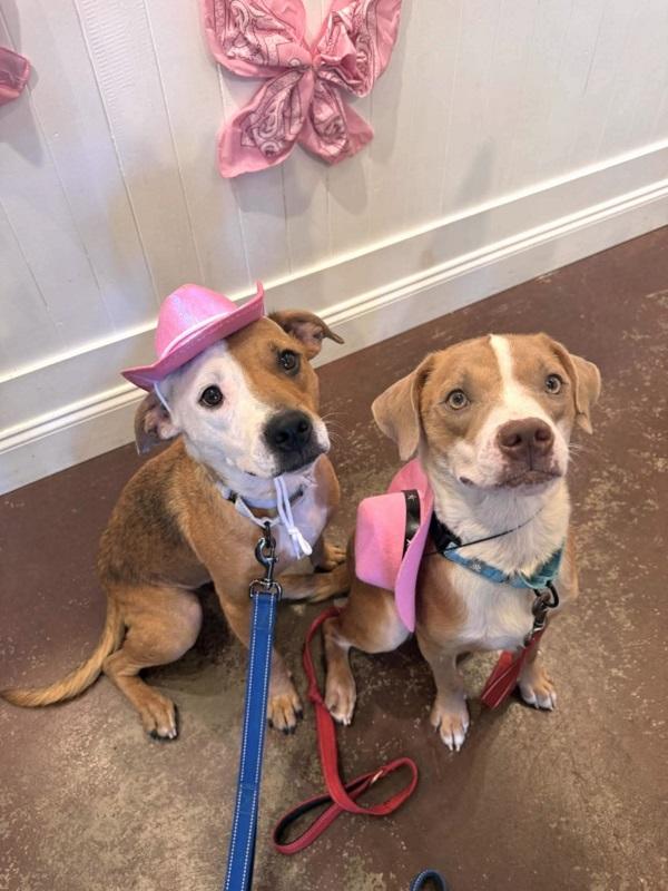 CINNAMON & PATCHES, Adoptable, Adult Female Hound.