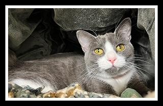 GLITTER GLAM, Adoptable, Young Female Domestic Short Hair.