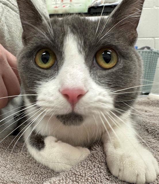 Enlarge GLITTER GLAM, a Adoptable Domestic Short Hair in Peoria, IL image 1/1