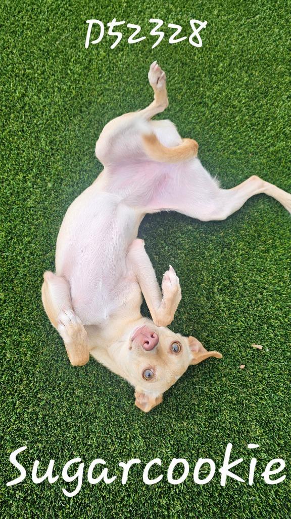 Sugarcookie, Adoptable, Adult Female Chihuahua.