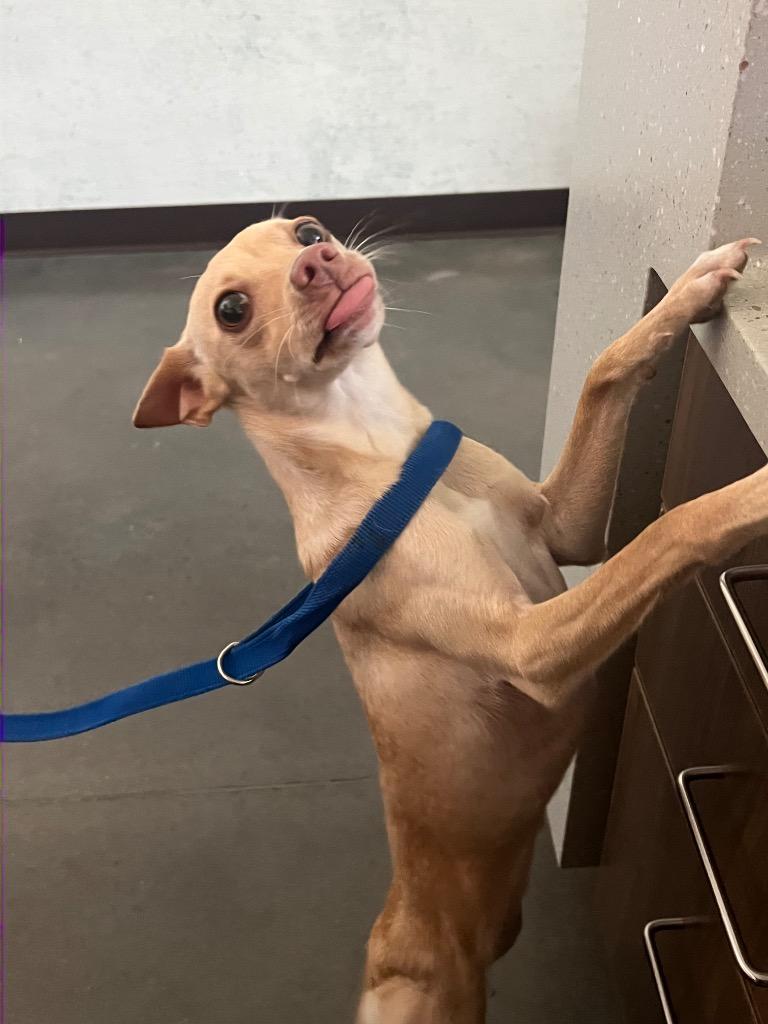 Enlarge Sugarcookie, a Adoptable Chihuahua in Clarksville, TN image 2/2