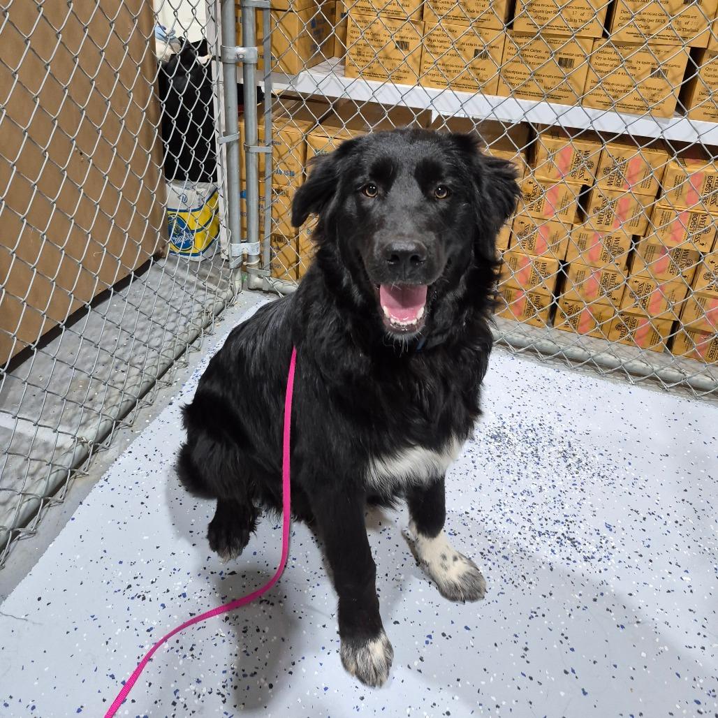 Gus, Adoptable, Young Male Great Pyrenees & Border Collie.