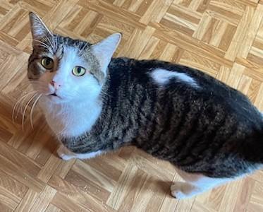 Chips and Kushion, a Adoptable Domestic Short Hair in Melrose, MA image 4/6