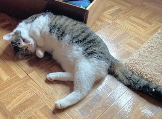 Chips and Kushion, a Adoptable Domestic Short Hair in Melrose, MA image 3/6