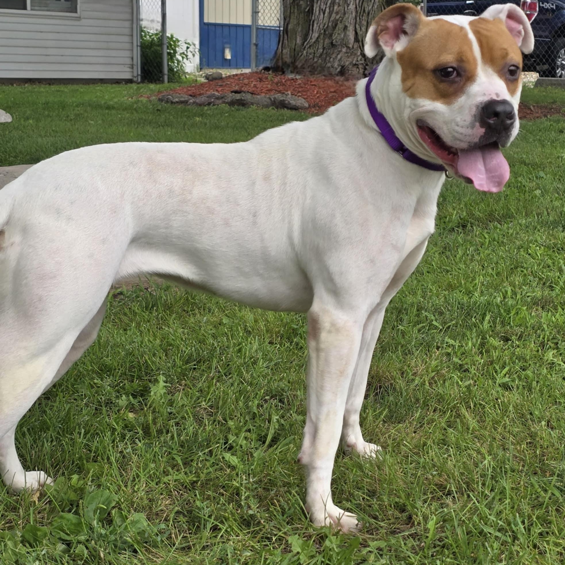 Delilah