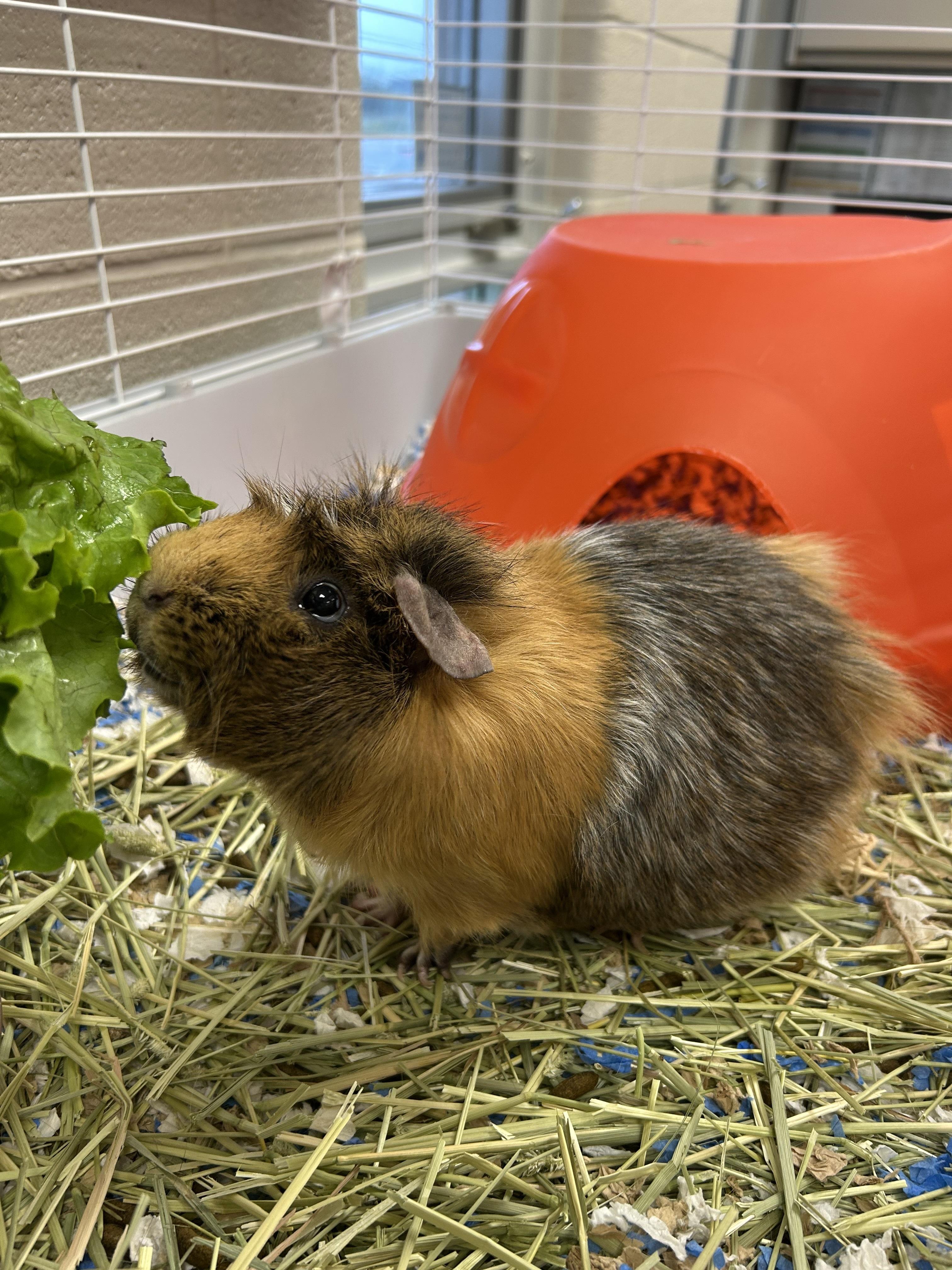 Enlarge Matty, a Adoptable Abyssinian in Caledon, ON image 1/4