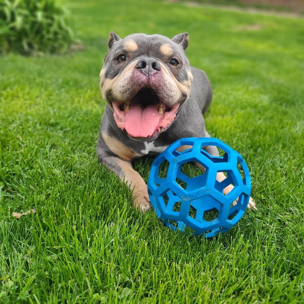 Muffin, Adoptable, Adult Female English Bulldog & Mixed Breed.