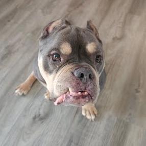 Enlarge Muffin, a Adoptable mixed breed in Northville, MI image 1/6