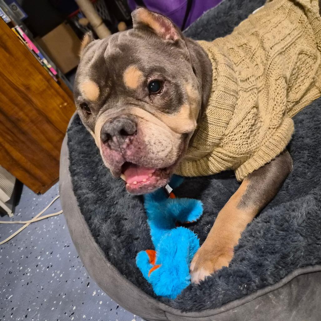 Muffin, Adoptable, Adult Female English Bulldog & Mixed Breed.