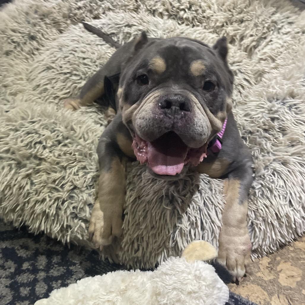 Muffin, Adoptable, Adult Female English Bulldog.