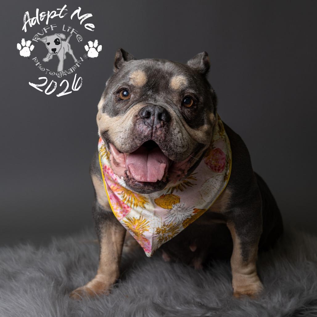 Muffin, a Adoptable mixed breed in Northville, MI image 2/6