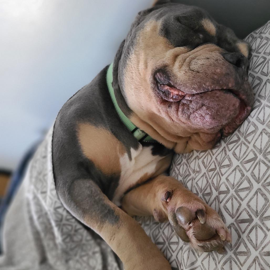 Enlarge Muffin, a Adoptable mixed breed in Northville, MI image 3/6