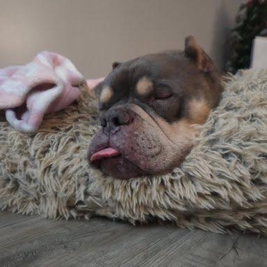 Enlarge Muffin, a Adoptable mixed breed in Northville, MI image 3/4