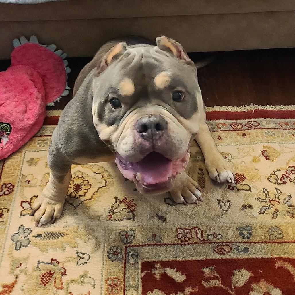 Enlarge Muffin, a Adoptable mixed breed in Northville, MI image 5/5