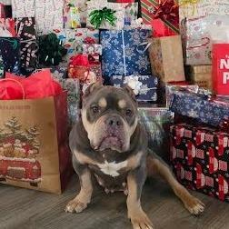 Enlarge Muffin, a Adoptable mixed breed in Northville, MI image 4/4