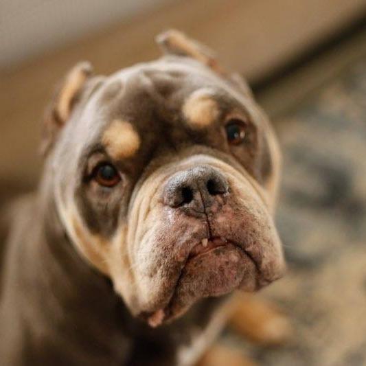 Enlarge Muffin, a Adoptable mixed breed in Northville, MI image 6/6