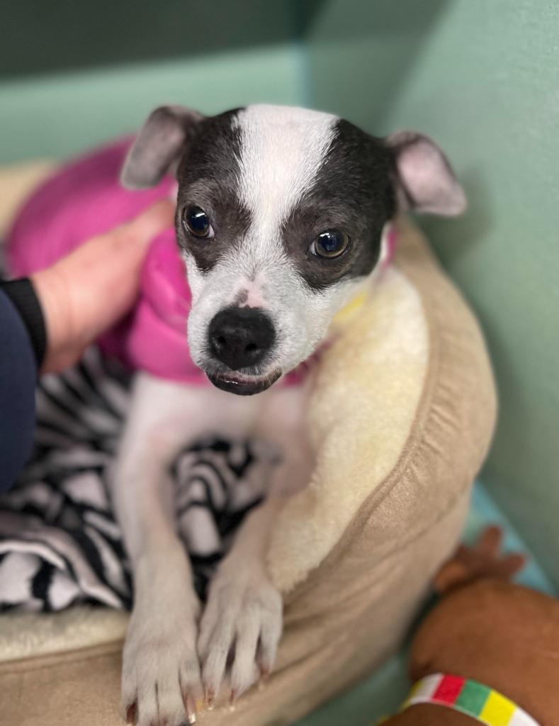 Elvis, Adoptable, Adult Male Chihuahua & Rat Terrier.