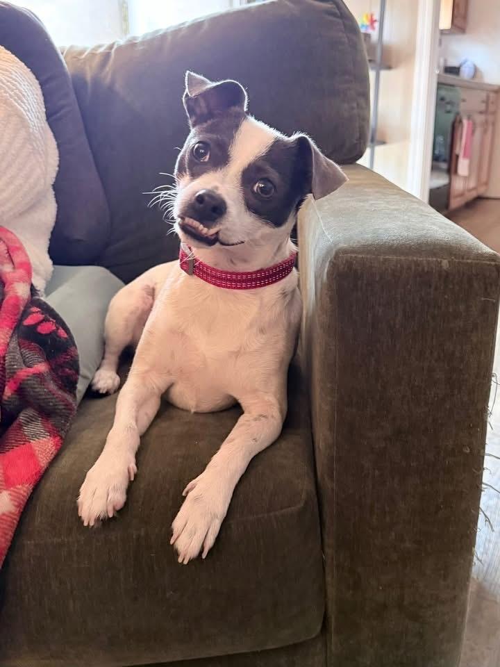 Elvis, a Adoptable mixed breed in Tulsa, OK image 2/6