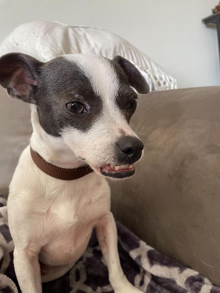 Enlarge Elvis, a Adoptable mixed breed in Tulsa, OK image 2/6