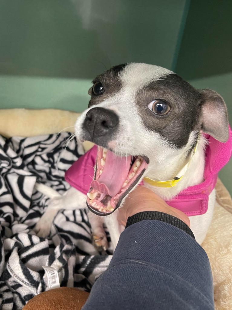 Enlarge Elvis, a Adoptable mixed breed in Tulsa, OK image 3/6