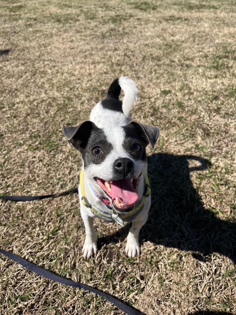 Enlarge Elvis, a Adoptable mixed breed in Tulsa, OK image 4/6