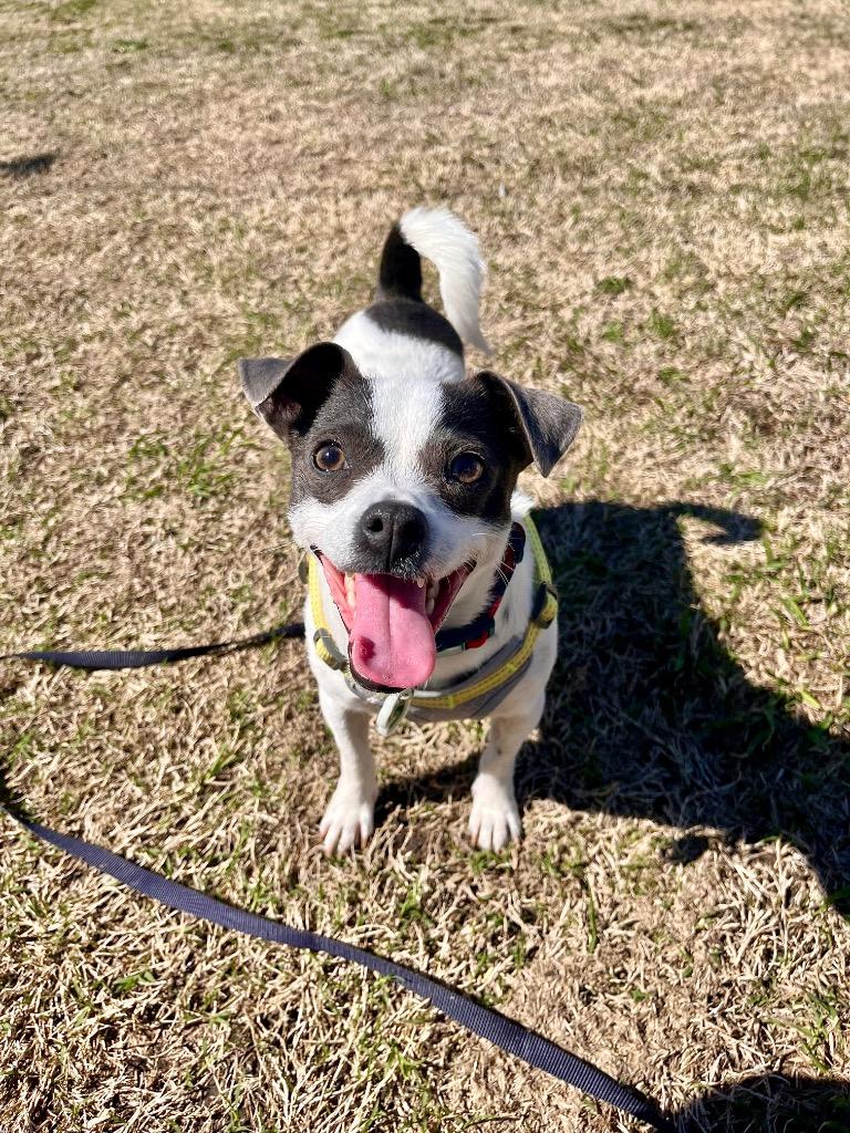 Enlarge Elvis, a Adoptable mixed breed in Tulsa, OK image 5/6