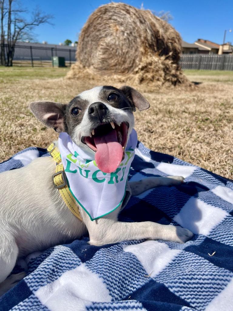 Enlarge Elvis, a Adoptable mixed breed in Tulsa, OK image 6/6