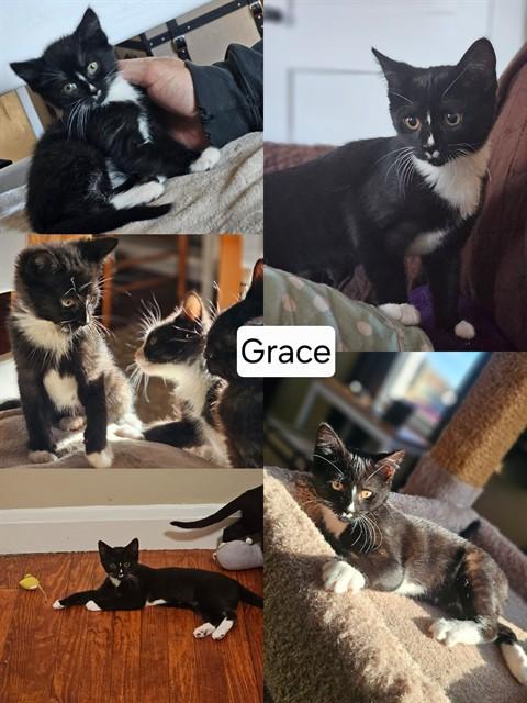 GRACE, Adoptable, Kitten Female Domestic Short Hair.