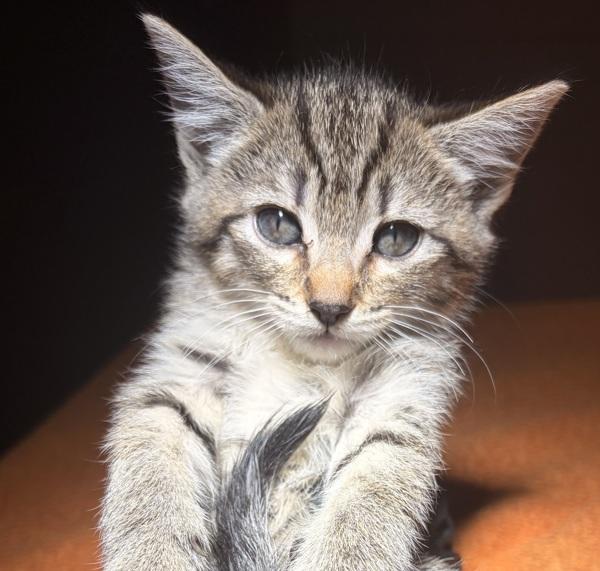 Jolene, Adoptable, Kitten Female Domestic Short Hair.