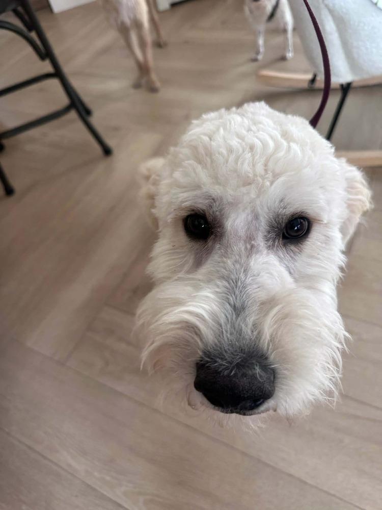 Skippy, Adoptable, Adult Male Goldendoodle.