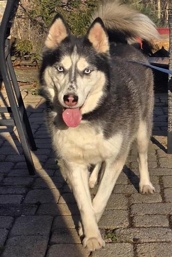 Zuko, Adoptable, Adult Male Siberian Husky.
