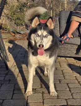 Zuko, a Adoptable Siberian Husky in Canterbury, CT image 2/6