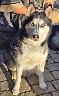 Zuko, a Adoptable Siberian Husky in Canterbury, CT image 3/6