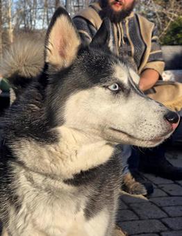 Zuko, a Adoptable Siberian Husky in Canterbury, CT image 4/6