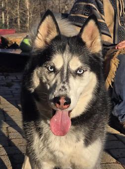 Zuko, a Adoptable Siberian Husky in Canterbury, CT image 5/6
