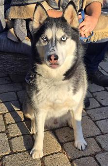 Zuko, a Adoptable Siberian Husky in Canterbury, CT image 6/6