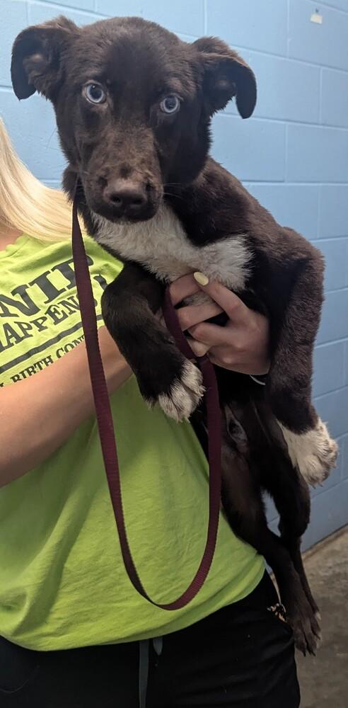 Rilo, a Adopted mixed breed in Evansville, IN image 1/3